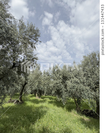 olive trees in the field under blue sky in a sunny day olive trees in the field under blue sky in a sunny day 131447433
