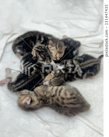 Newborn Tabby Kittens Sleeping on White Blanket background 131447435