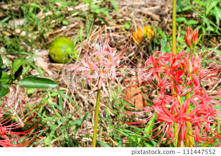 Higanbana, Higanbana 131447552