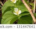 春天山白花 131447641
