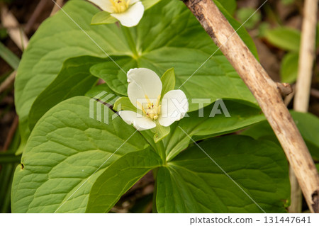 White flowers in the spring mountains White flowers in the spring mountains 131447641