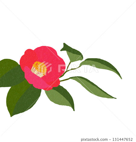 山茶花，日本冬季的代表花。透明背景 131447652