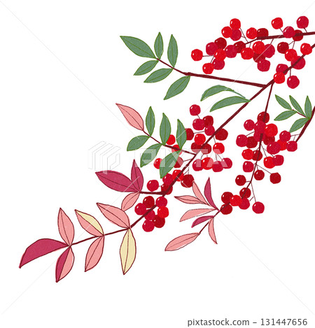 南天竹，一種用於新年裝飾的吉祥植物。透明背景 131447656