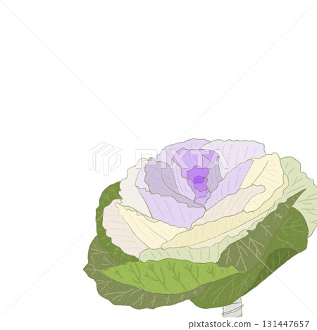 新年的幸運符，菊花。透明背景 131447657