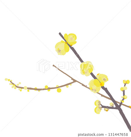 蠟梅，一種在冬天盛開的黃色花朵。透明背景 131447658