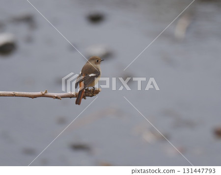 The back of a Daurian redstart perched on a branch overhanging the river 131447793