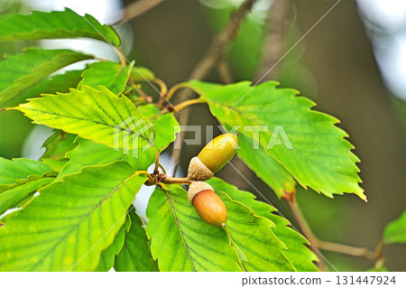 橡樹堅果開始變色（秋季，九月） 131447924
