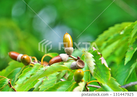 橡樹堅果開始變色（秋季，九月） 131447925