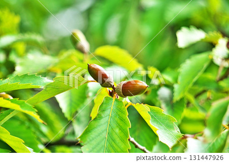 橡樹堅果開始變色(秋季,九月) 橡樹堅果開始變色(秋季,九月) 131447926