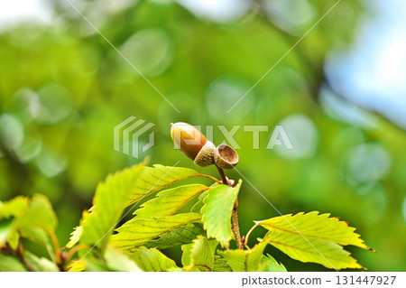 橡樹堅果開始變色(秋季,九月) 橡樹堅果開始變色(秋季,九月) 131447927