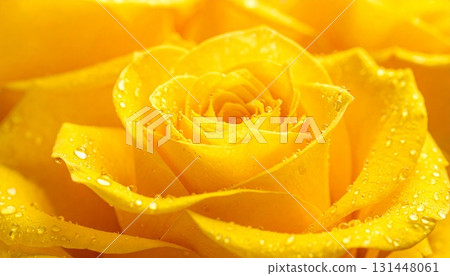 Water droplets on yellow roses Beauty background 131448061