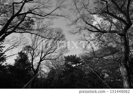 Winter forest 131448062