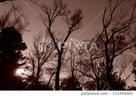 Forest in the setting sun 131448063