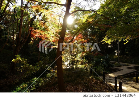 Autumn park 131448064