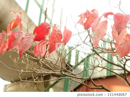 Autumn leaves of a branch 131448067