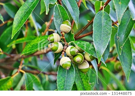 橡樹果實依然翠綠（秋季，九月） 131448075