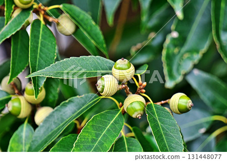 橡樹果實依然翠綠（秋季，九月） 131448077