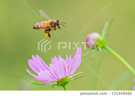 歐洲蜜蜂接近波斯菊花 歐洲蜜蜂接近波斯菊花 131448080
