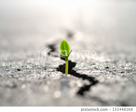young green sprout growing out of soil 131448168