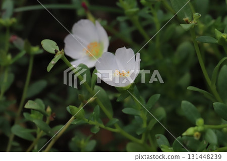 White portulaca flowers blooming in the autumn garden 131448239