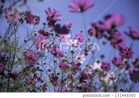發光在藍天的波斯菊 131448305