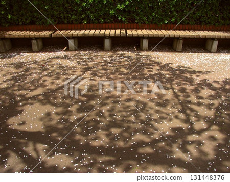 白天散步的場景，街道兩旁的櫻花樹的影子和落花 131448376