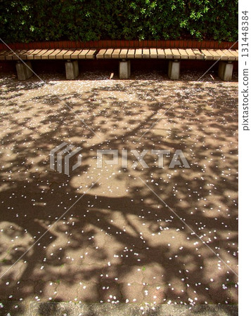 Daytime promenade scene with the shadow of a cherry tree lining the street and fallen petals 131448384