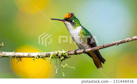 Ruby-throated hummingbird and a dragonfly are perched on a green branch in nature, small wild animals in flight 131448416