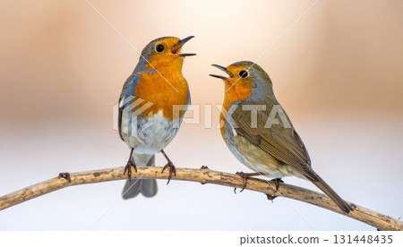 A colorful redbreast robin perched on a tree branch, a beautiful small songbird in the wild nature 131448435