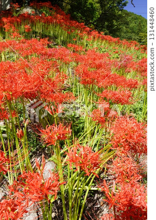 紫花地盛開的秋日宇田寺 紫花地盛開的秋日宇田寺 131448460