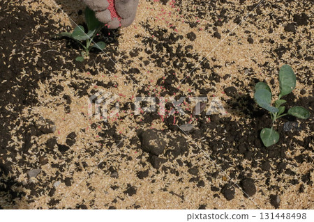 Radish fields sprayed with permethrin granules to prevent root-cutting insects 131448498