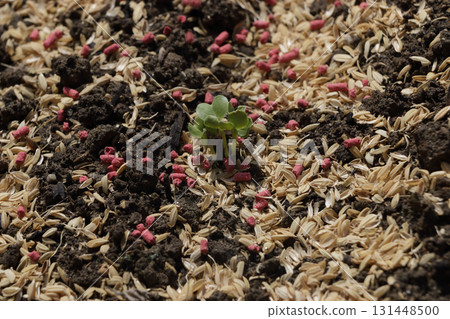 蘿蔔田噴灑氯菊酯顆粒劑以預防切根害蟲 131448500