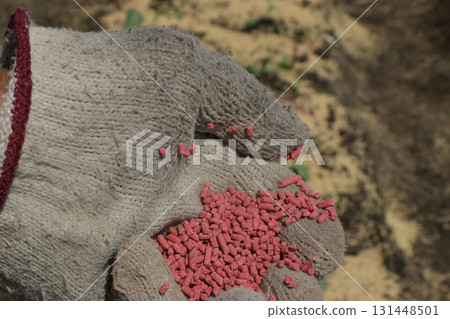 蘿蔔田噴灑氯菊酯顆粒劑以預防切根害蟲 131448501