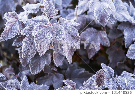 Frosted leaves on bush in winter. Nature covered in hoarfrost during cold morning Frosted leaves on bush in winter. Nature covered in hoarfrost during cold morning 131448526