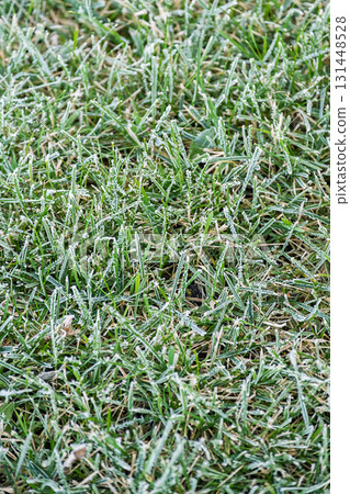Green grass blades covered in white frost on cold morning. Green grass blades covered in white frost on cold morning. 131448528