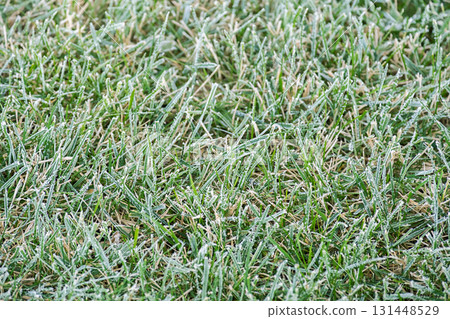 Green grass covered with white frost in the morning, creating cold winter nature background. Green grass covered with white frost in the morning, creating cold winter nature background. 131448529