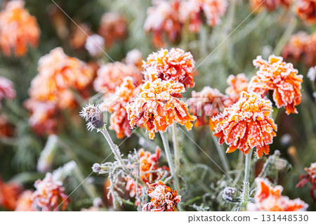 Orange flowers covered in delicate ice crystals. Frosty blossoms in garden on cold autumn day. Orange flowers covered in delicate ice crystals. Frosty blossoms in garden on cold autumn day. 131448530