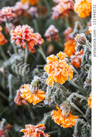 Orange flower covered in hoarfrost during winter season. Cold weather and nature beauty. 131448532