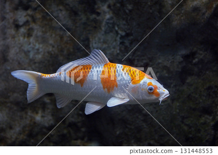 錦鯉(千歲鮭魚故鄉博物館,現為千歲鮭魚故鄉水族館) 錦鯉(千歲鮭魚故鄉博物館,現為千歲鮭魚故鄉水族館) 131448553