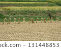 A rice field where the rice has been harvested and dried with straw, and a rice field before the harvest 131448853