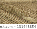 Straw drying after the rice harvest 131448854