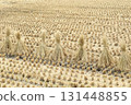 Straw bundles lined up in a rice field after the rice harvest 131448855
