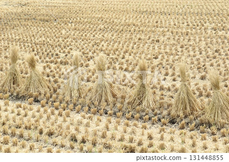 Straw bundles lined up in a rice field after the rice harvest Straw bundles lined up in a rice field after the rice harvest 131448855