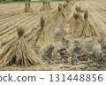 Straw bundled and dried after the rice harvest 131448856