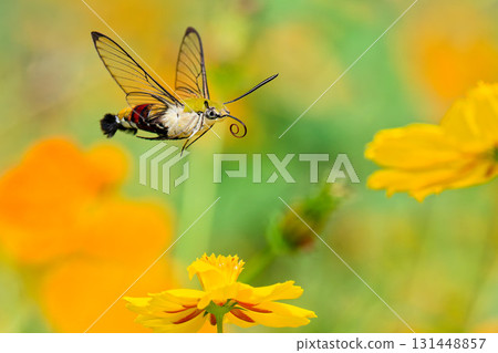 鷹蛾在花田裡飛來飛去 鷹蛾在花田裡飛來飛去 131448857