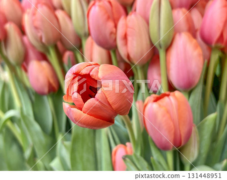 Tulips in Bloom with Green Leaves in Spring 131448951