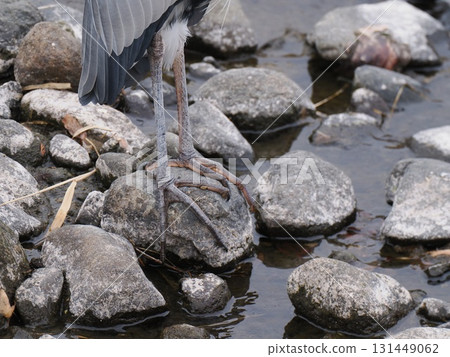 Heron's legs standing on a stone by the water 131449062