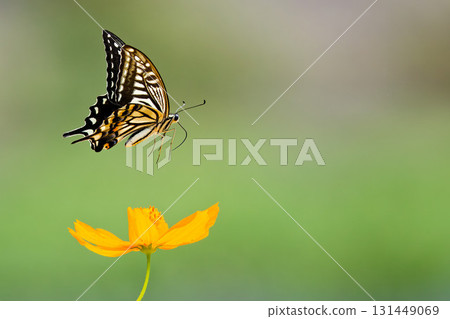 A swallowtail butterfly approaches a flower A swallowtail butterfly approaches a flower 131449069