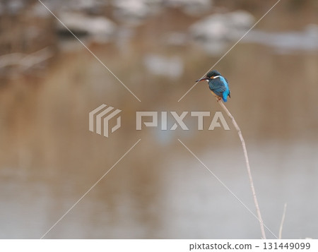 翠鳥棲息在河邊的樹枝上 翠鳥棲息在河邊的樹枝上 131449099