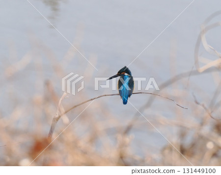 翠鳥棲息在河邊的樹枝上 翠鳥棲息在河邊的樹枝上 131449100